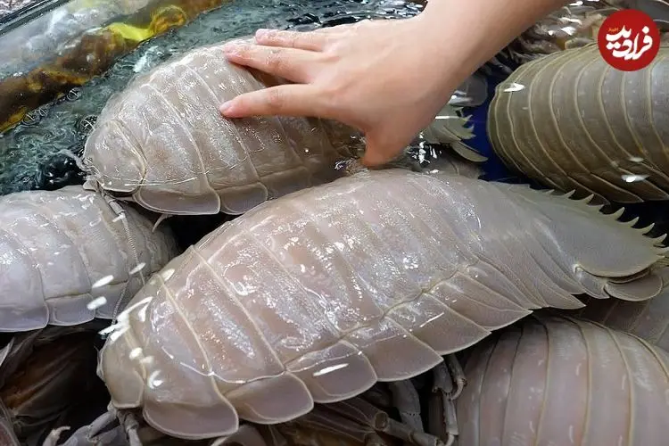 ببینید| غذای خیابانی در ویتنام؛ تهیه غذا با ایزوپادهای غول پیکر در هانوی