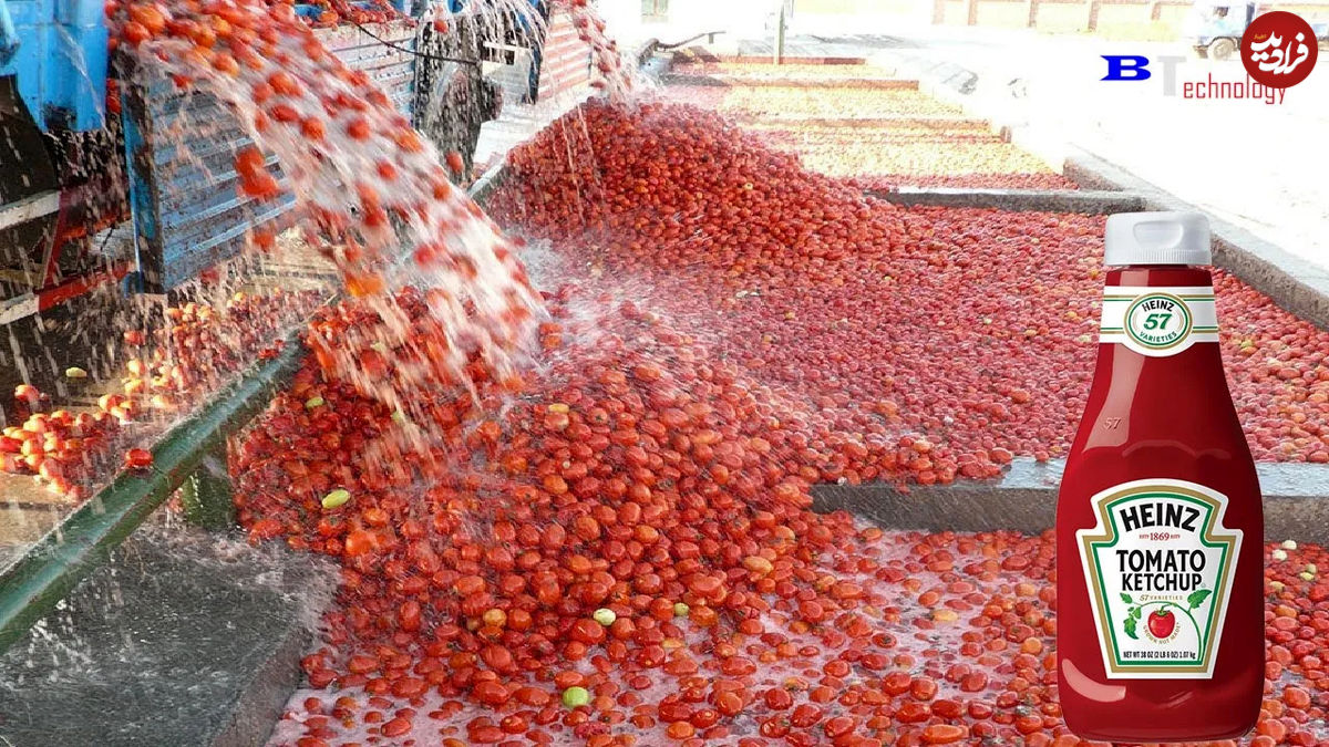 (ویدئو) فرآیند ساخت سس گوجه مشهور در یک کارخانه مدرن آمریکایی