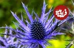 آشنایی با خواص گیاه بابا خازن