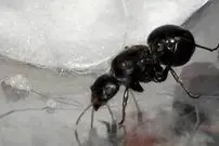 تصاویر| ملکه مورچه ۴۰۰ هزار تومان؛ پشت‌پردهٔ آگهی‌های فروش ملکه مورچه در سایت دیوار!