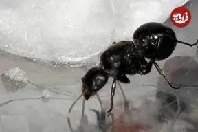 تصاویر| ملکه مورچه ۴۰۰ هزار تومان؛ پشت‌پردهٔ آگهی‌های فروش ملکه مورچه در سایت دیوار!