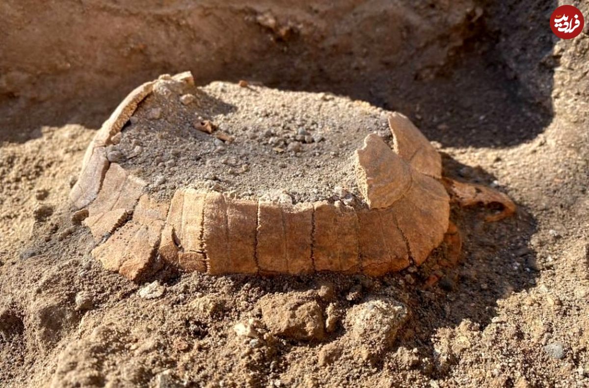 (تصاویر) کشف بقایای یک لاک پشت باردار در شهر باستانی پمپئی