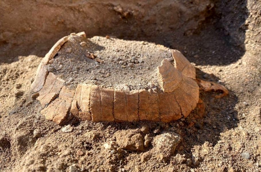 (تصاویر) کشف بقایای یک لاک پشت باردار در شهر باستانی پمپئی