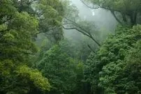 (تصاویر) کشف گونه جدیدی از قورباغه شیشه‌ای در جنگل های باتلاقی پرو