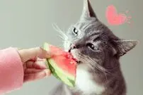 10 میوه و سبزی خوشمزه و بی‌خطر برای گربه‌ها