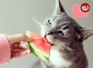 10 میوه و سبزی خوشمزه و بی‌خطر برای گربه‌ها