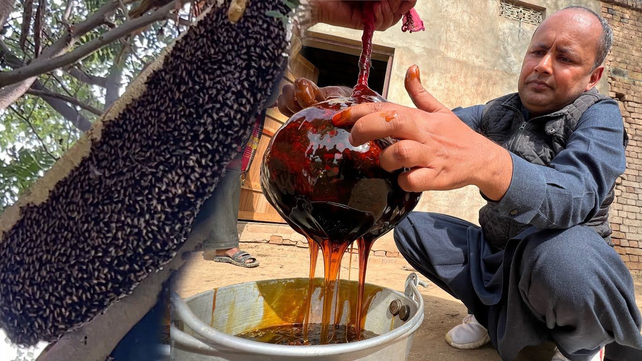 (ویدئو) شکارچیان عسل وحشی در پاکستان؛ برداشت 13 کیلوگرم عسل از روی یک درخت