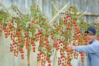 (ویدئو) چگونه گوجه گیلاسی را در گلدان خانگی بکاریم و 13 کیلو برداشت کنیم؟
