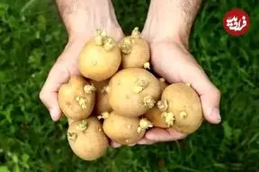 آیا مصرف سیب‌زمینی سبز و جوانه زده برای سلامتی مضر است؟