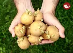 آیا مصرف سیب‌زمینی سبز و جوانه زده برای سلامتی مضر است؟