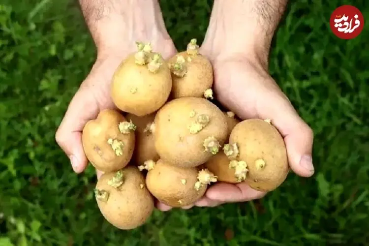 آیا مصرف سیب‌زمینی سبز و جوانه زده برای سلامتی مضر است؟