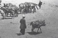 عکس| سفر زمان؛ تصویری از اردوی سلطنتی در کنار باغ‌های «رباط کریم»