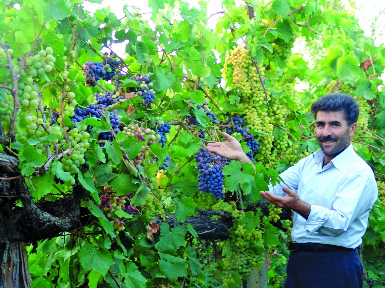 درخت طلا ؛ درختی در ارومیه که ۳۰ گونه مختلف میوه داد