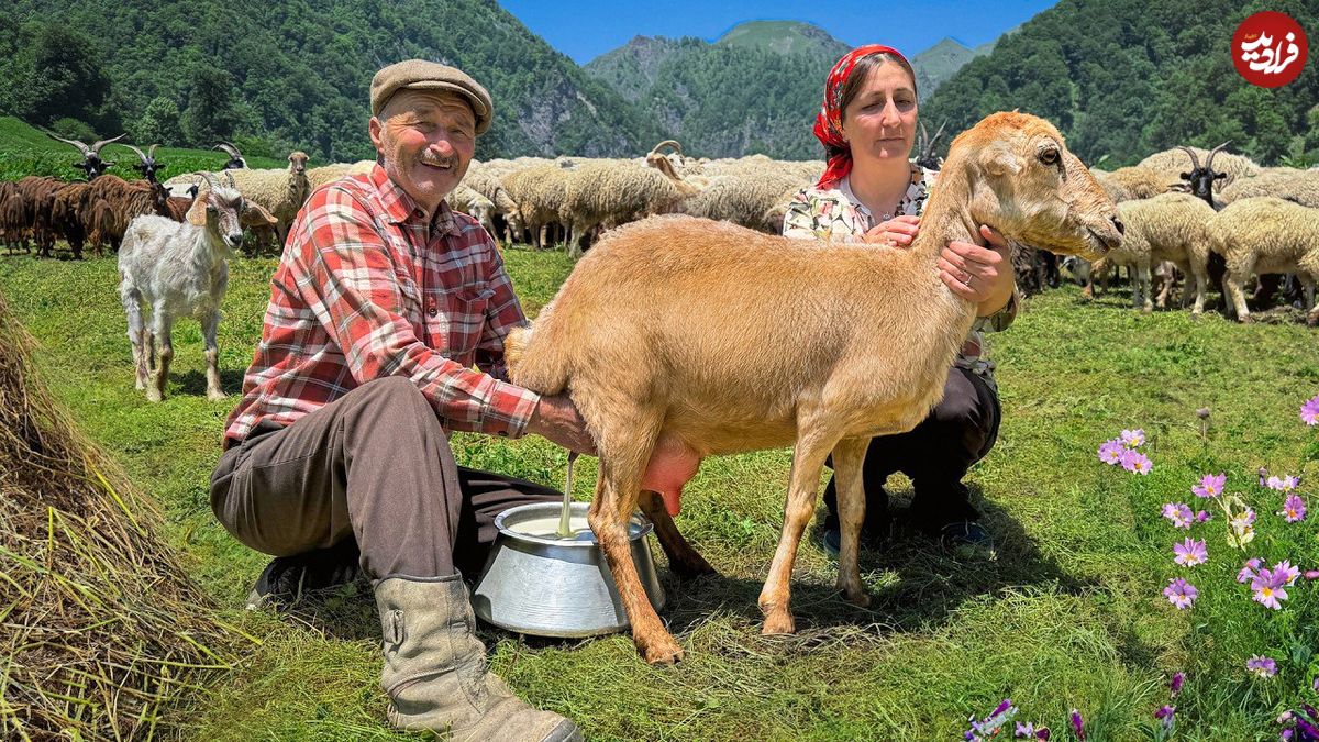 ببینید؛ غذای روستایی در آذربایجان؛ چیدن پشم گوسفندان و تهیه پنیر در طبیعت بهشتی
