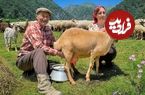 ببینید؛ غذای روستایی در آذربایجان؛ چیدن پشم گوسفندان و تهیه پنیر در طبیعت بهشتی