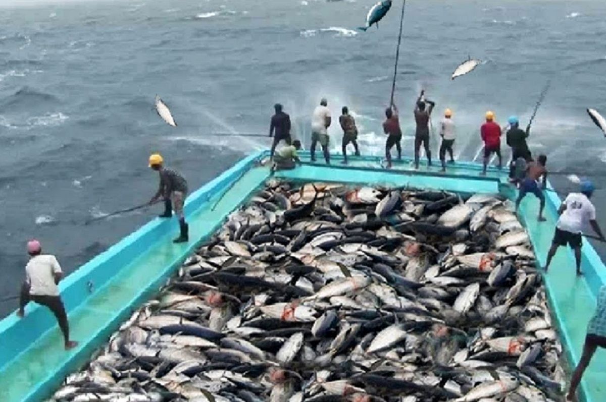 (ویدئو) سریع ترین ماهیگیران جهان؛ روشی عجیب برای صید سرعتی ماهی تن