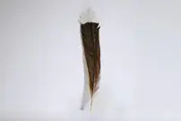 (عکس) گران‌ترین پر جهان به قیمت ۱٬۶۱۵٬۶۰۰٬۰۰۰ تومان!