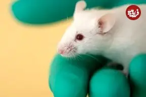 آزمایش یک واکسن استثنایی که می‌تواند جلوی چندین بیماری و آلرژی را بگیرد