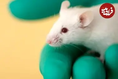 آزمایش یک واکسن استثنایی که می‌تواند جلوی چندین بیماری و آلرژی را بگیرد