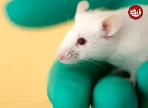 آزمایش یک واکسن استثنایی که می‌تواند جلوی چندین بیماری و آلرژی را بگیرد