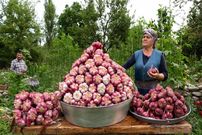 ببینید؛ غذای روستایی در آذربایجان؛ برداشت سیر تازه و کباب گوشت و بادمجان در روستا
