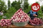 ببینید؛ غذای روستایی در آذربایجان؛ برداشت سیر تازه و کباب گوشت و بادمجان در روستا