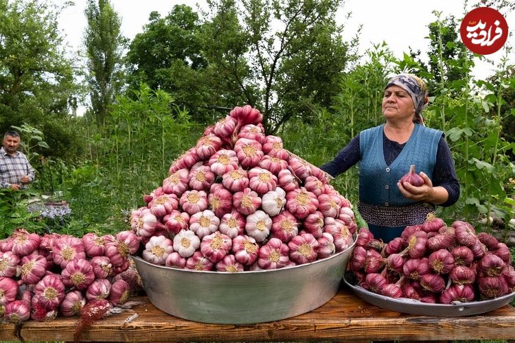 ببینید؛ غذای روستایی در آذربایجان؛ برداشت سیر تازه و کباب گوشت و بادمجان در روستا