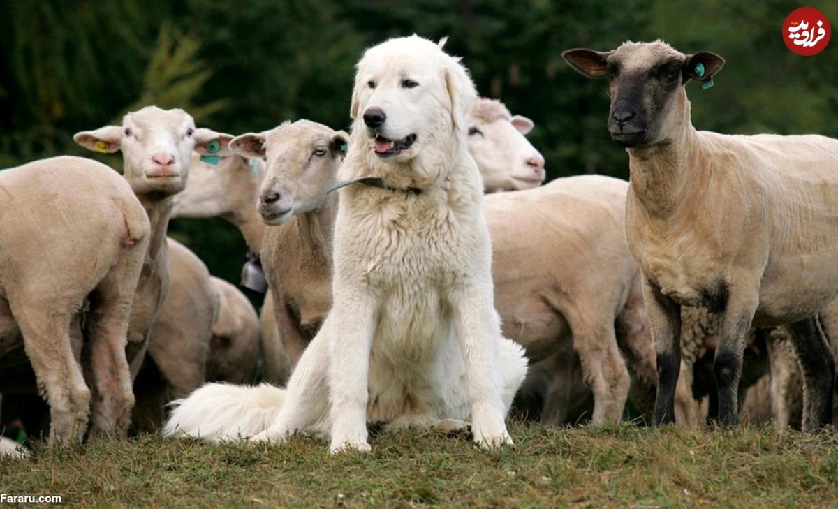 (ویدئو) محافظت خنده‌دار یک سگ از مزرعه در مقابل گوسفندان