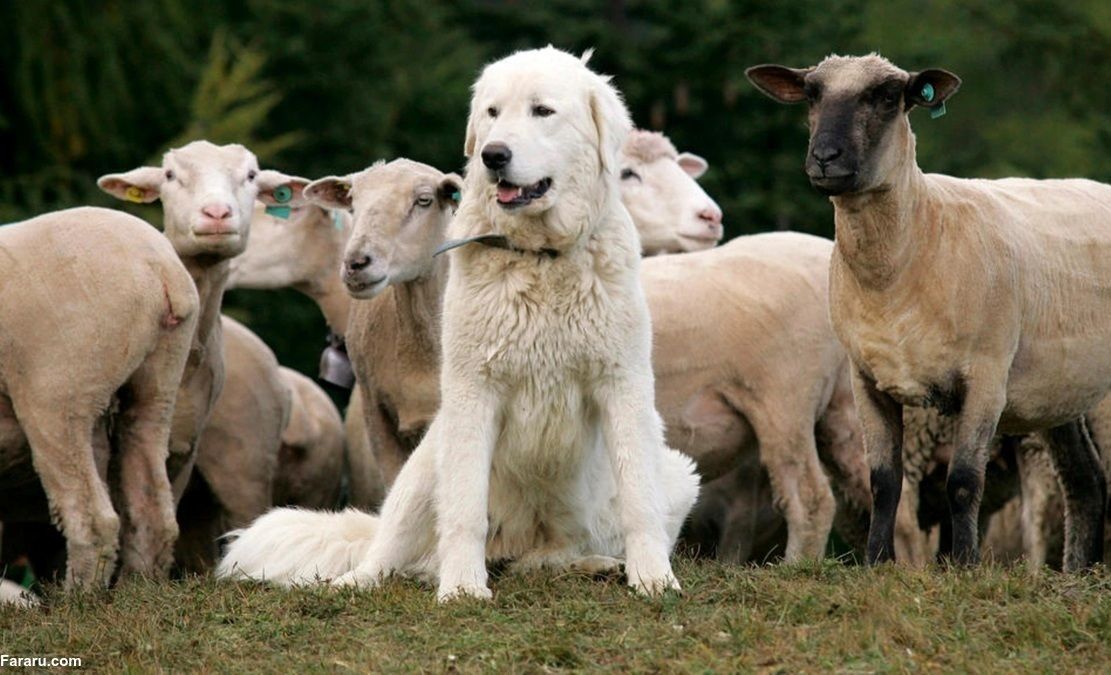 (ویدئو) محافظت خنده‌دار یک سگ از مزرعه در مقابل گوسفندان