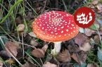 چطور قارچ سمی را از غیرسمی تشخیص دهیم؟