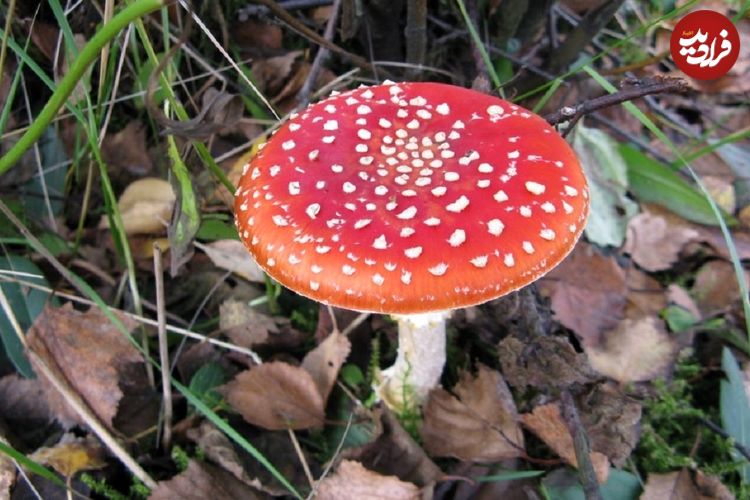 چطور قارچ سمی را از غیرسمی تشخیص دهیم؟