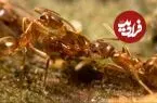 جنگ بی‌پایان؛ ده‌ها میلیون مورچه طی سال‌ها نبرد میان کلونی‌ها کشته شدند
