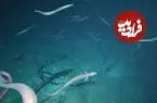 گردهمایی ۱۰ ماهه میلیون‌ها مارماهی برای جفت‌گیری در سواحل استرالیا