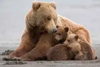 (ویدئو) شگرد جالب خرس مادر برای بالاکشیدن توله‌هایش