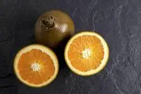تصاویر| پرتقال شکلاتی؛ عجیب‌ترین پرتقال دنیا با طعم و بوی شکلات که در ایران نیز قابلیت کشت دارد و قیمت هر کیلوگرم آن تا ۶ میلیون تومان می‌رسد