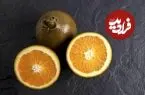 تصاویر| پرتقال شکلاتی؛ عجیب‌ترین پرتقال دنیا با طعم و بوی شکلات که در ایران نیز قابلیت کشت دارد و قیمت هر کیلوگرم آن تا ۶ میلیون تومان می‌رسد