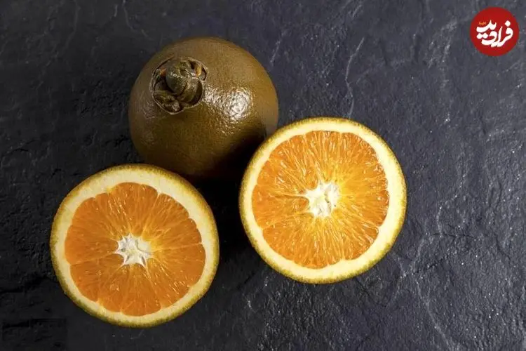 تصاویر| پرتقال شکلاتی؛ عجیب‌ترین پرتقال دنیا با طعم و بوی شکلات که در ایران نیز قابلیت کشت دارد و قیمت هر کیلوگرم آن تا ۶ میلیون تومان می‌رسد