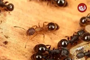 وقتی همه ملکه هستند؛ کشف گونه‌ای مورچه که نر و کارگر ندارد