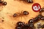 وقتی همه ملکه هستند؛ کشف گونه‌ای مورچه که نر و کارگر ندارد