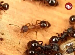 وقتی همه ملکه هستند؛ کشف گونه‌ای مورچه که نر و کارگر ندارد