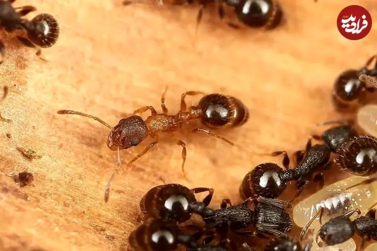 وقتی همه ملکه هستند؛ کشف گونه‌ای مورچه که نر و کارگر ندارد