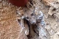 ببینید؛ نجات شگفت‌انگیز یک روباه گرفتار بین صخره‌ها