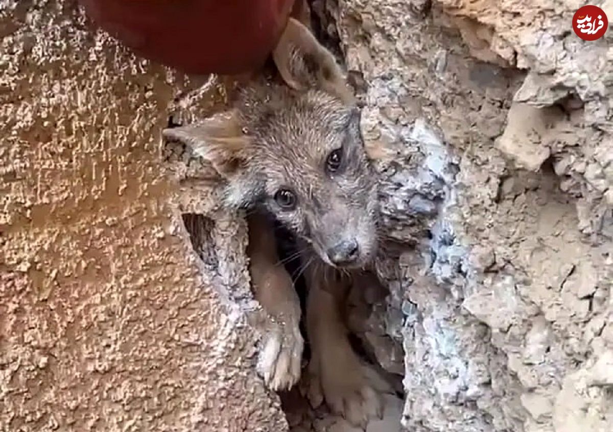 ببینید؛ نجات شگفت‌انگیز یک روباه گرفتار بین صخره‌ها