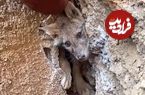 ببینید؛ نجات شگفت‌انگیز یک روباه گرفتار بین صخره‌ها