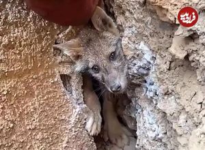 ببینید؛ نجات شگفت‌انگیز یک روباه گرفتار بین صخره‌ها
