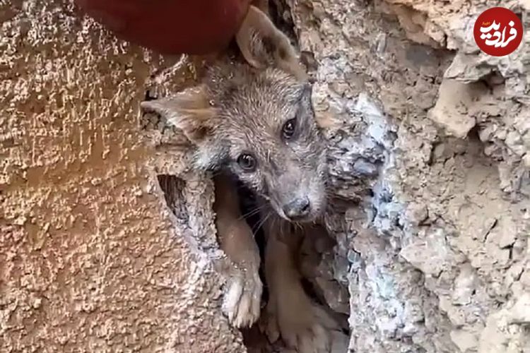 ببینید؛ نجات شگفت‌انگیز یک روباه گرفتار بین صخره‌ها