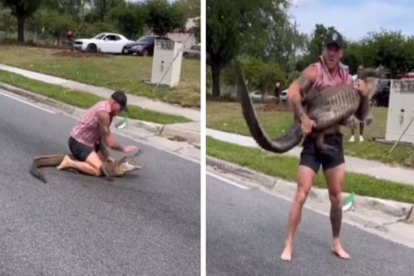 (ویدئو) قهرمان محلی در فلوریدا با دست خالی یک تمساح ۲.۵ متری را مهار کرد 