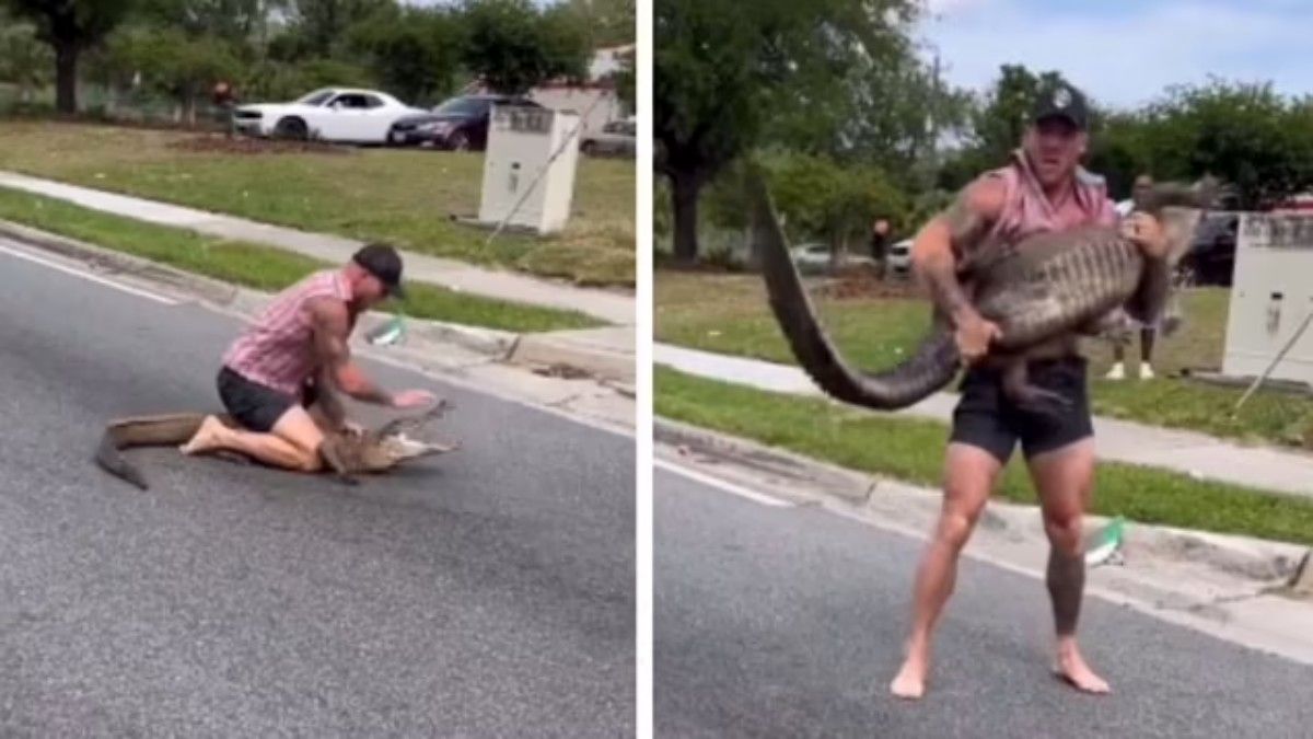 (ویدئو) قهرمان محلی در فلوریدا با دست خالی یک تمساح ۲.۵ متری را مهار کرد 