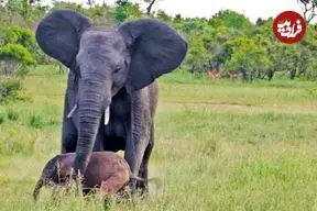 ببینید| تلاش احساسی فیل مادر برای سرپا نگه داشتن بچه تازه متولد شده اش