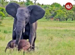 ببینید| تلاش احساسی فیل مادر برای سرپا نگه داشتن بچه تازه متولد شده اش